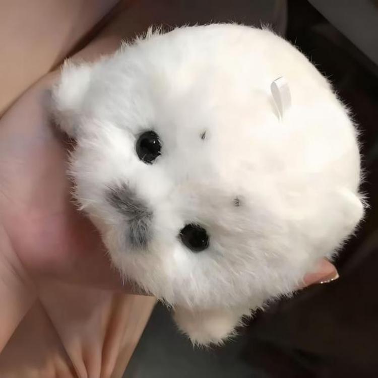 Soft Shed-Free Seal Plush Toys supplier